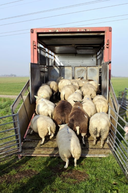 Loading Sheep Into a Trailer