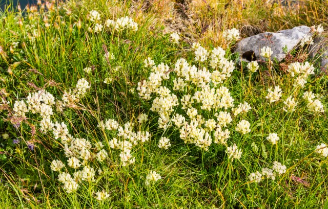 Locoweed Plant