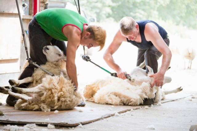 Long Wool Breeds Sheep