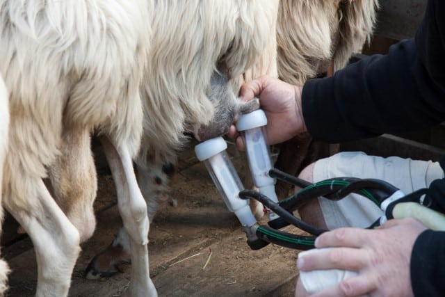 Milking Equipment