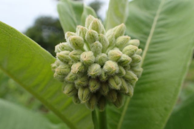 Milkweed Plants