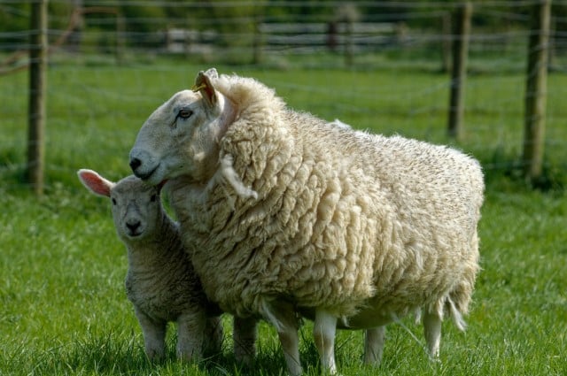 Miniature Cheviot Sheep