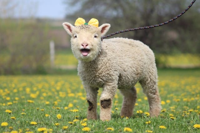 Miniature Sheep