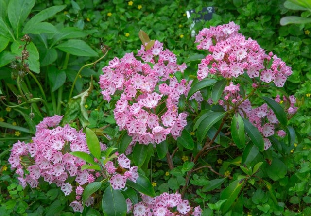 Mountain Laurel