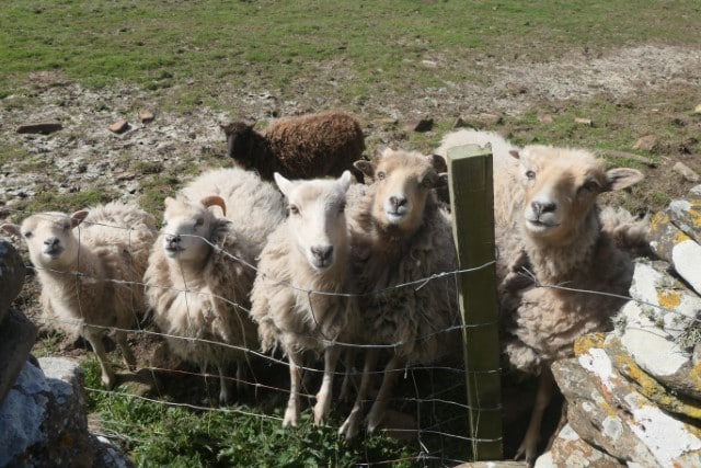 North Ronaldsay Sheep