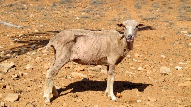 Old Sheep Dentition