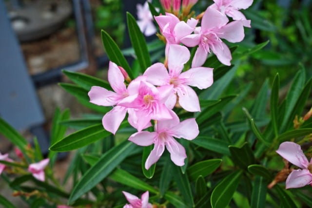 Oleander Plant