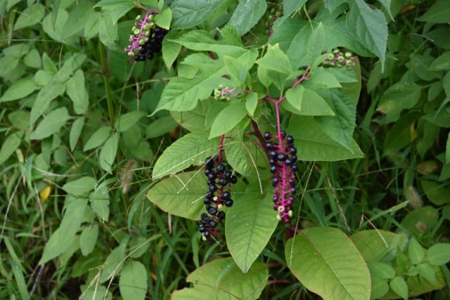 Pokeweed Plant