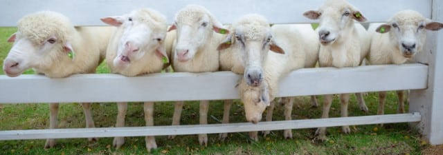 Portable Strip Grazing Method of Sheep Cell Design