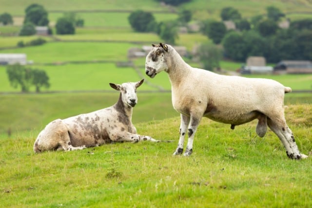 Preparing a Ram for Breeding Season