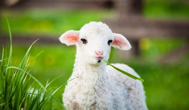 Preventing Overeating Disease in Lambs