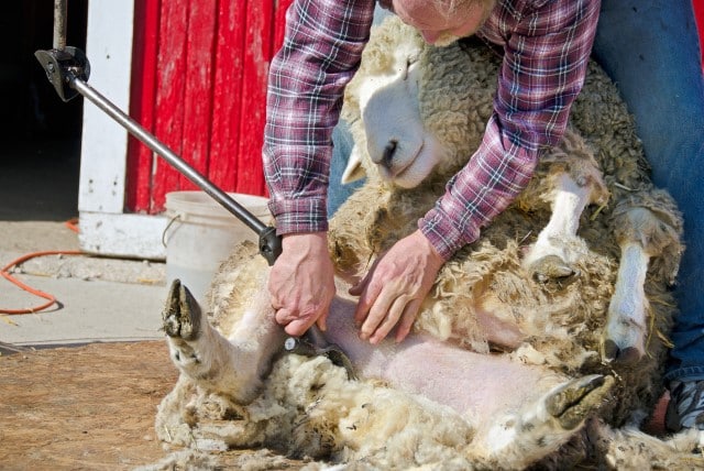 Professional Sheep Shearing