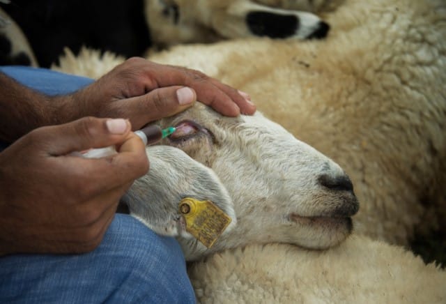Proper Use of Sheep Medications
