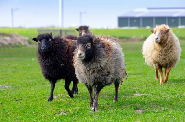 Ouessant is the Smallest Sheep Breed