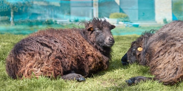 Ouessant Sheep Breed
