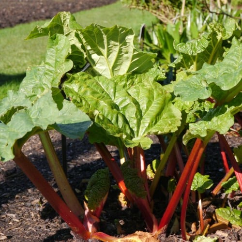 Rhubarb Plant