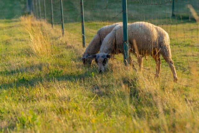 Rotational Grazing Paddock Designs for Sheep