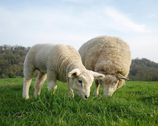 Rotational Grazing Sheep