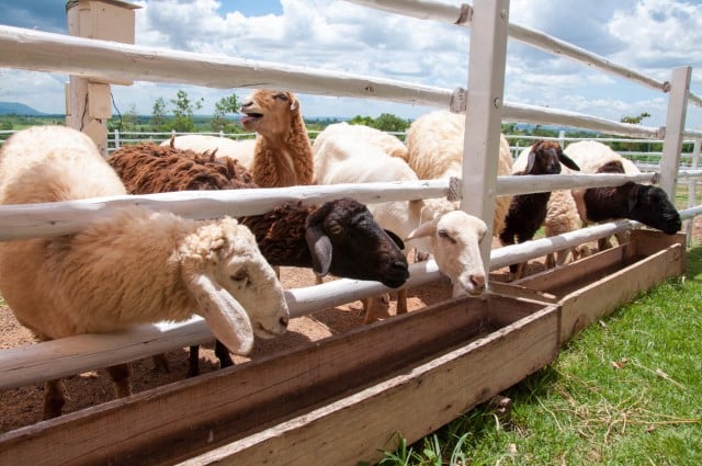 Rotational Grazing System