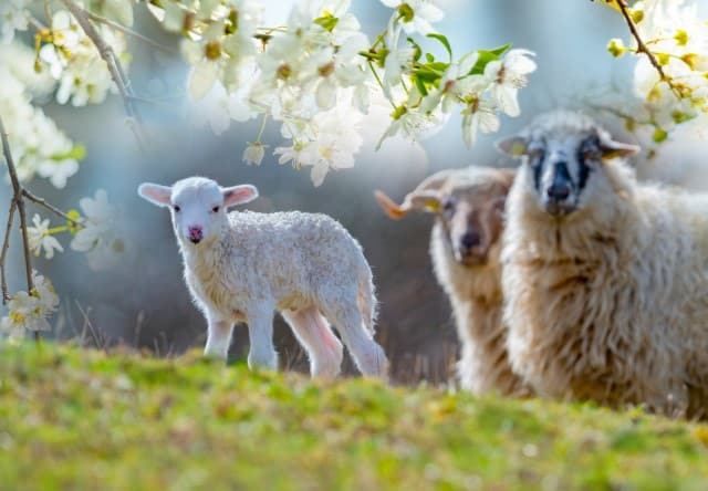 Sheep and Lamb on a Pasture