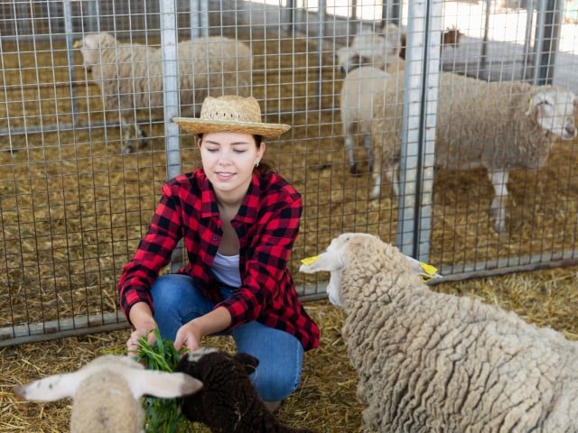Sheep Dairy Farms