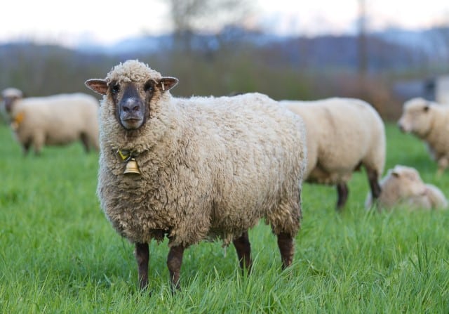 Sheep Diseases