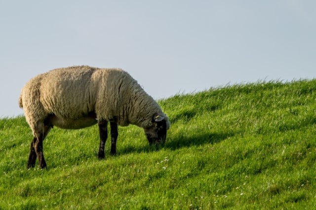 Sheep Eating Grass