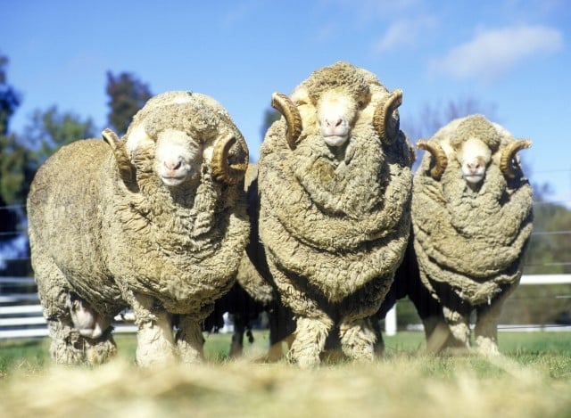 Sheep for Shearing