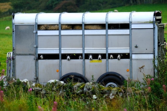 Sheep in a Trailer