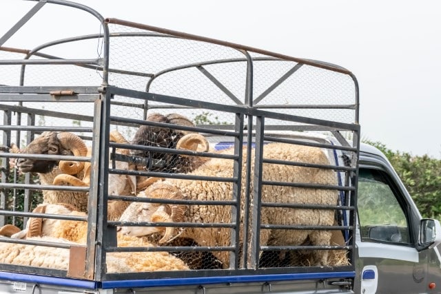 Sheep in a Steel Enclosure in the Back of a Pickup Truck