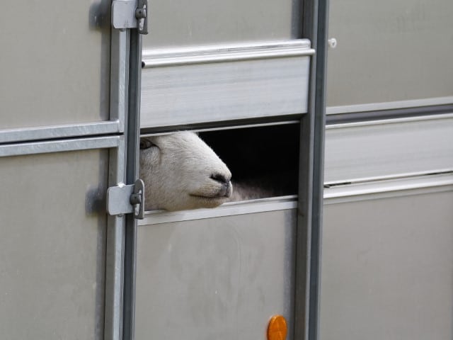 Sheep in Trailer