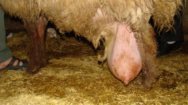 Sheep Mastitis