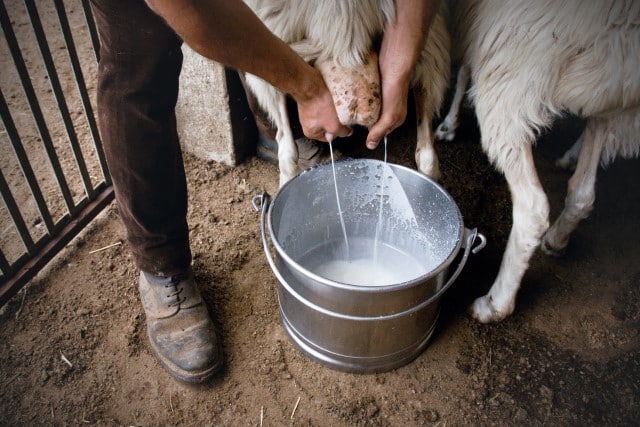 Sheep Milk Withdrawal Period