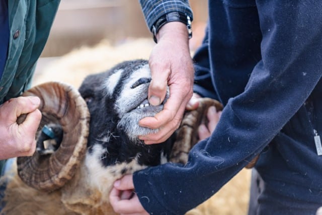 Sheep Teeth Problems to Check While Breeding