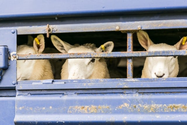 Sheep Trailer Options