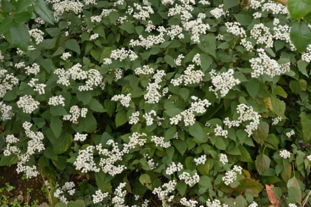 Snakeroot Plant