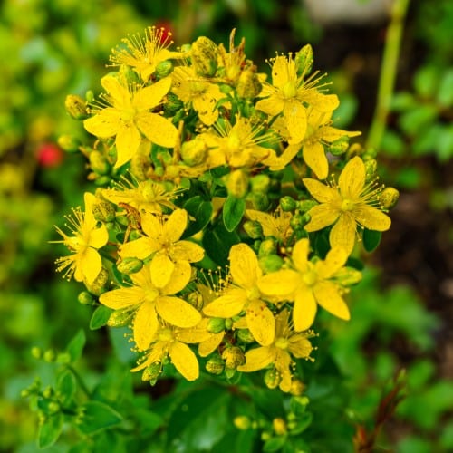 St. John’s Wort Plant