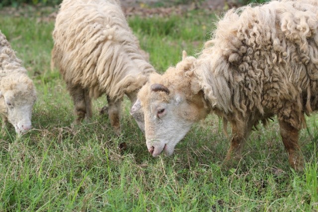 The Alley Way System of Paddock Design for Sheep