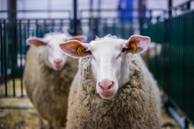 The U.S. Import Restrictions on Sheep