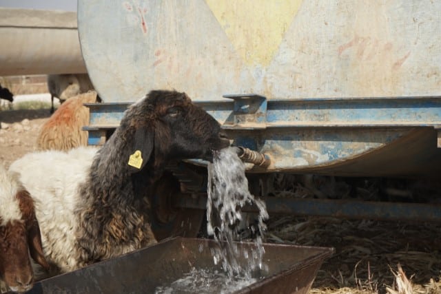 The Water Truck Method of Paddock Design for Sheep