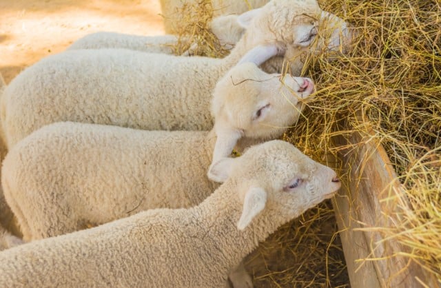 Tips for Setting Up a Creep Pen for Lambs