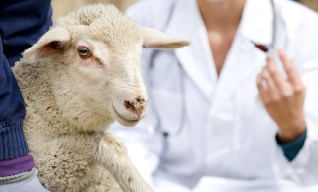 Types of Medications for Sheep