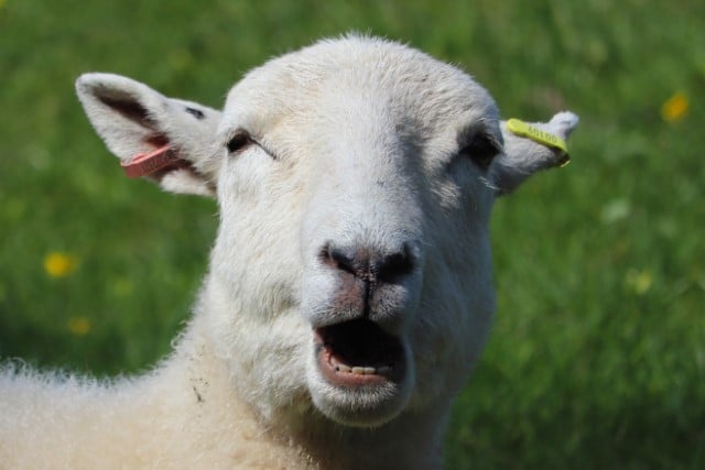 Understanding Sheep Teeth