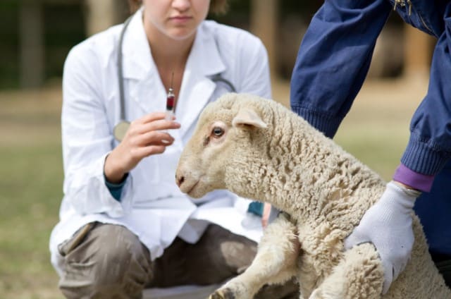 Vaccinating Lambs for Overeating Disease