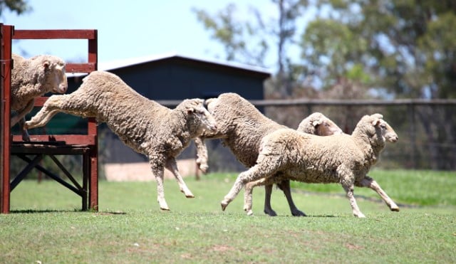 Wagon Wheel Pie System of Sheep Paddock Design