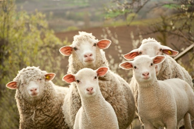 Weaning Lambs After 90 Days of Age