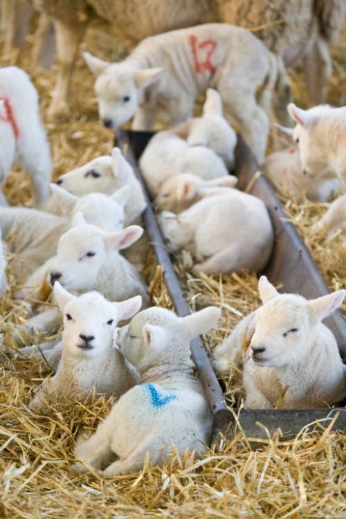 What is Creep Feeding Lambs?