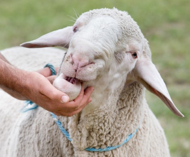 What is Sheep Drenching?