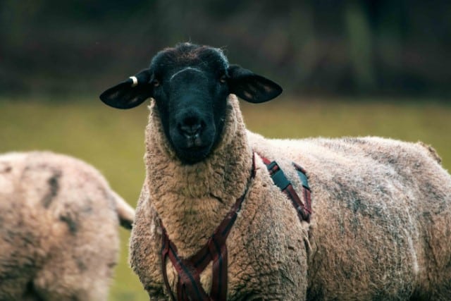 What is the Ratio of Rams to Ewes