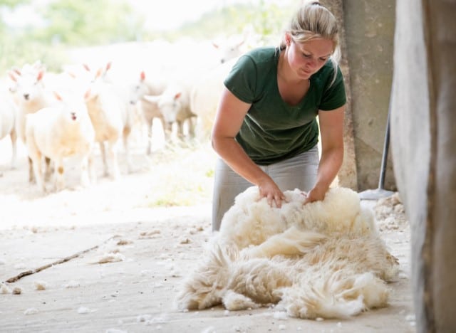 Farmer Gathering a Fleece on Shearing Day